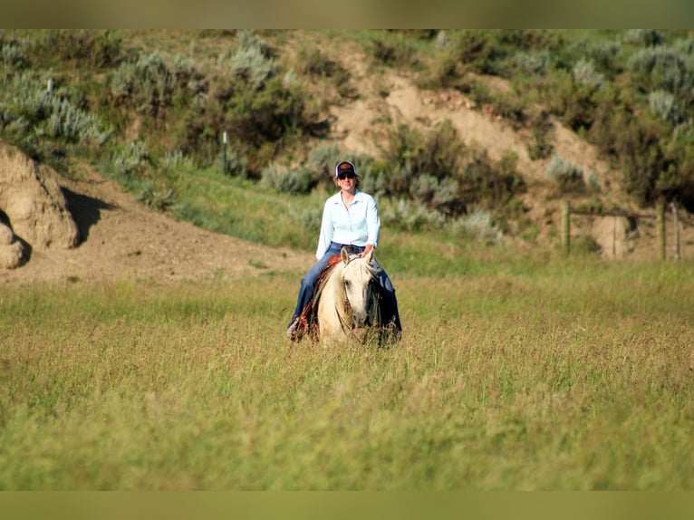 American Quarter Horse Castrone 5 Anni 152 cm Palomino in Stephenville, TX