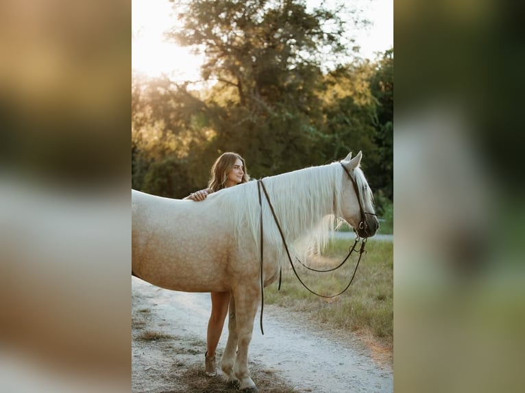 American Quarter Horse Castrone 5 Anni 152 cm Palomino in Stephenville, TX