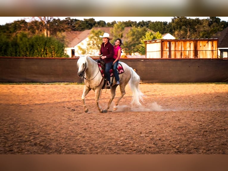 American Quarter Horse Castrone 5 Anni 152 cm Palomino in Stephenville, TX