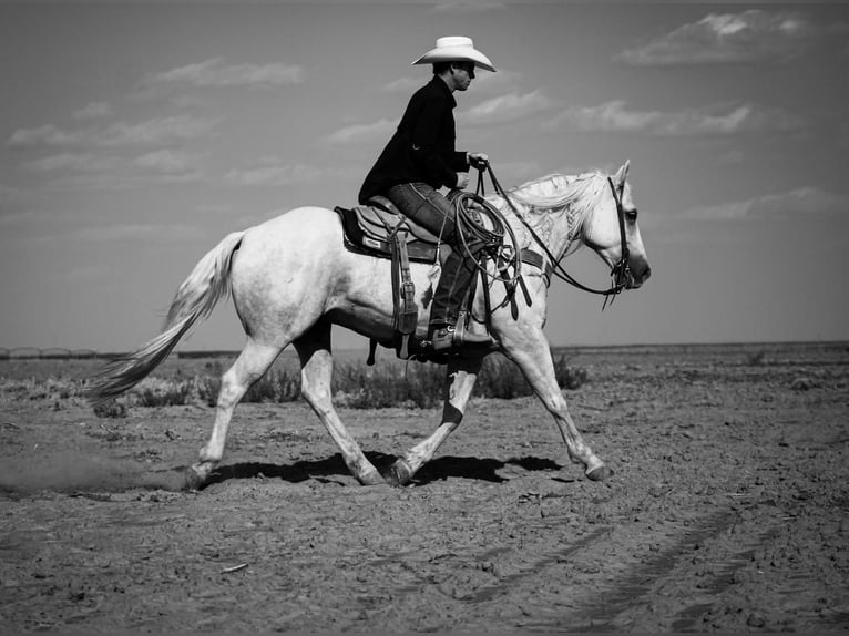 American Quarter Horse Castrone 5 Anni 152 cm Palomino in Stephenville, TX