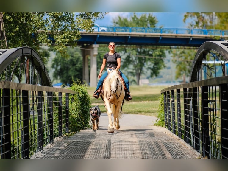 American Quarter Horse Castrone 5 Anni 152 cm Palomino in Stephenville, TX