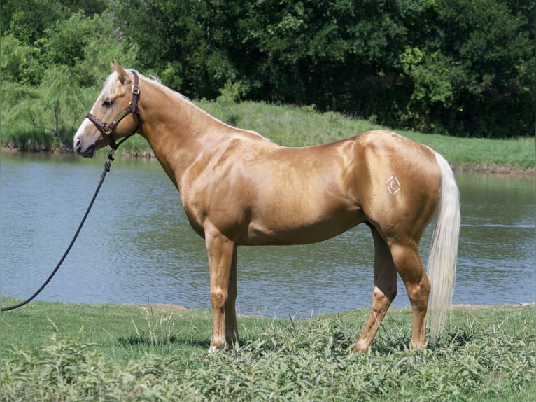 American Quarter Horse Castrone 5 Anni 152 cm Palomino in Stephenville