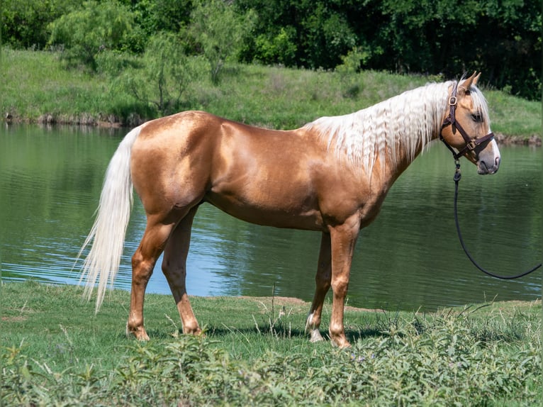 American Quarter Horse Castrone 5 Anni 152 cm Palomino in Stephenville