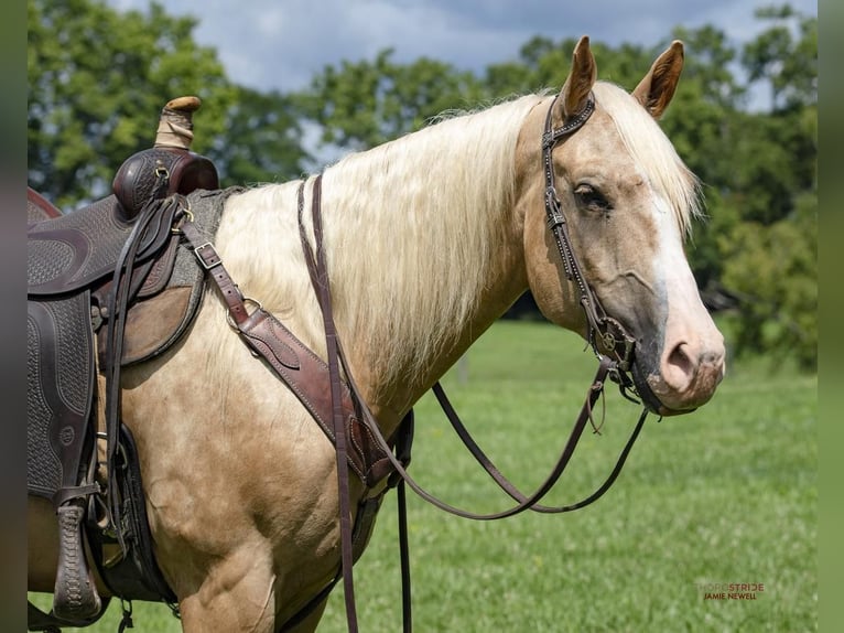 American Quarter Horse Castrone 5 Anni 152 cm Palomino in Midway, KY