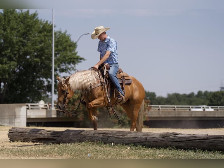 American Quarter Horse Castrone 5 Anni 152 cm Palomino in Waco, TX