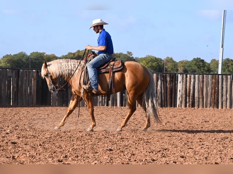 American Quarter Horse Castrone 5 Anni 152 cm Palomino in Waco, TX