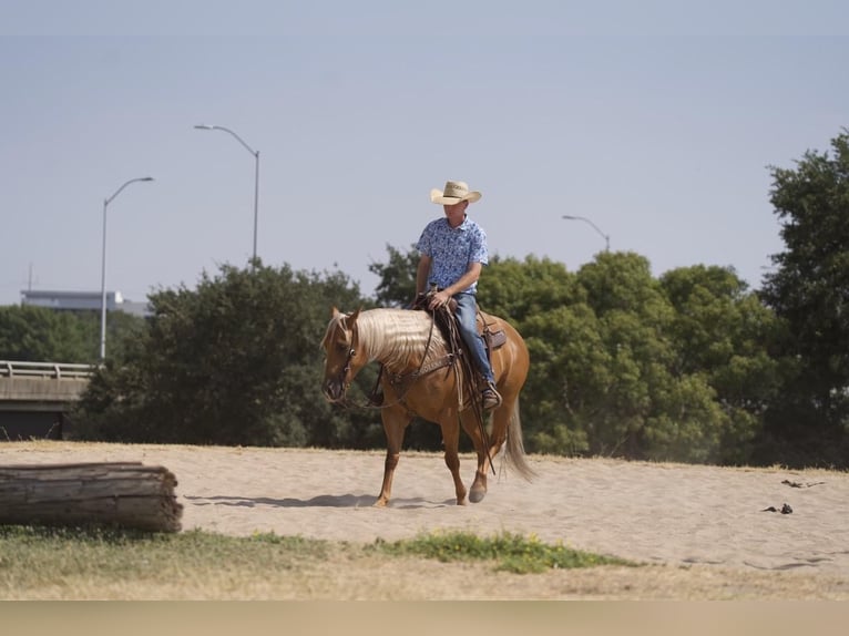 American Quarter Horse Castrone 5 Anni 152 cm Palomino in Waco, TX
