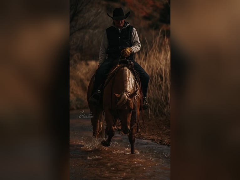 American Quarter Horse Castrone 5 Anni 152 cm Palomino in Waco, TX