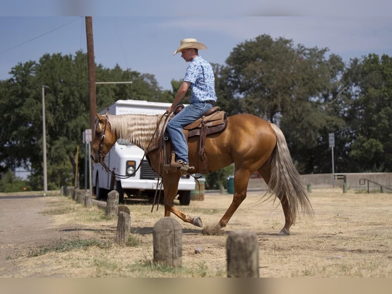 American Quarter Horse Castrone 5 Anni 152 cm Palomino in Waco, TX