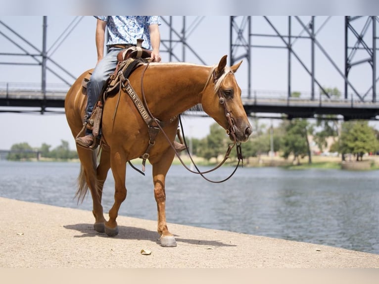 American Quarter Horse Castrone 5 Anni 152 cm Palomino in Waco, TX