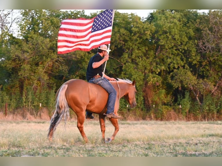 American Quarter Horse Castrone 5 Anni 152 cm Palomino in Waco, TX