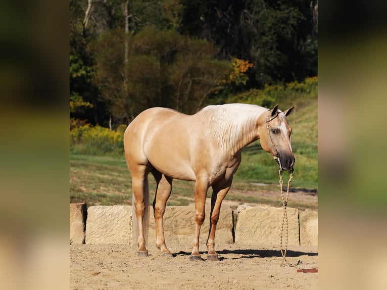 American Quarter Horse Castrone 5 Anni 152 cm Palomino in Millersburg