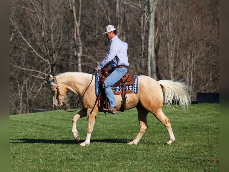 American Quarter Horse Castrone 5 Anni 152 cm Palomino in SOMERSET, KY