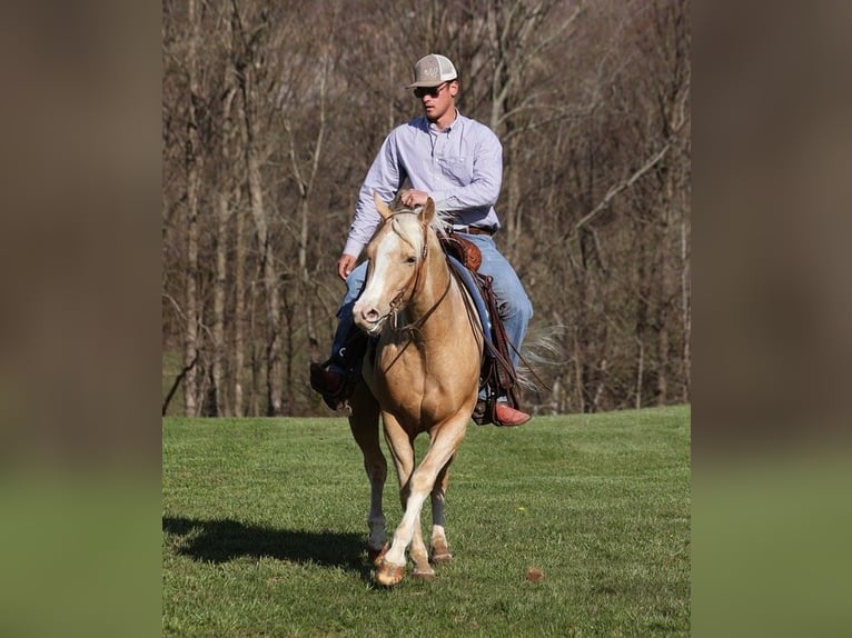 American Quarter Horse Castrone 5 Anni 152 cm Palomino in SOMERSET, KY