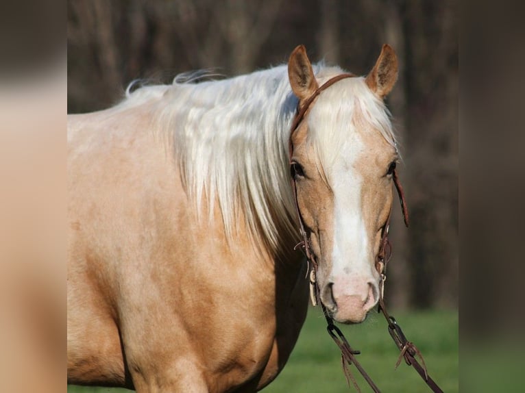 American Quarter Horse Castrone 5 Anni 152 cm Palomino in SOMERSET, KY