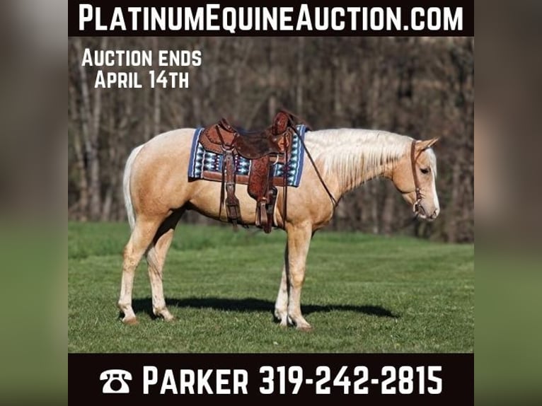 American Quarter Horse Castrone 5 Anni 152 cm Palomino in SOMERSET, KY