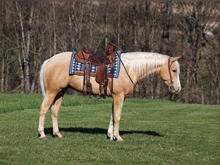 American Quarter Horse Castrone 5 Anni 152 cm Palomino in SOMERSET, KY