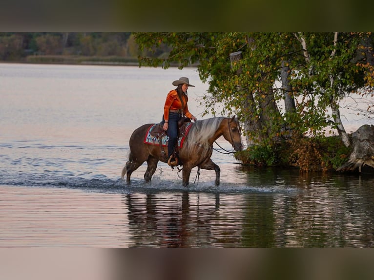 American Quarter Horse Castrone 5 Anni 152 cm Palomino in Aguila