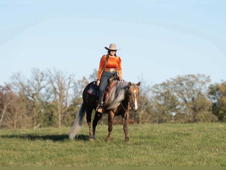 American Quarter Horse Castrone 5 Anni 152 cm Palomino in Aguila