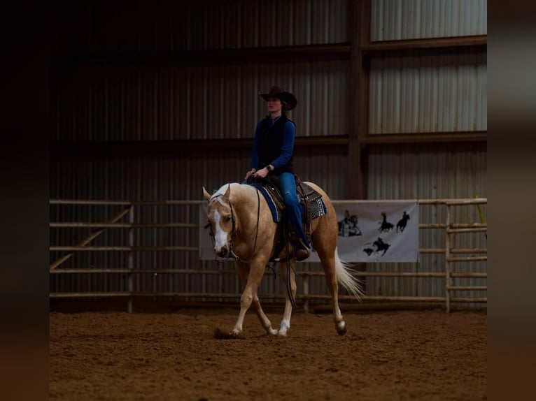 American Quarter Horse Castrone 5 Anni 152 cm Palomino in Marshall, MO