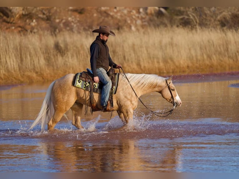 American Quarter Horse Castrone 5 Anni 152 cm Palomino in Marshall, MO