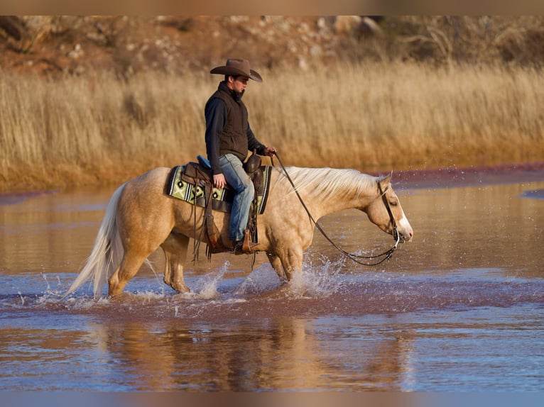 American Quarter Horse Castrone 5 Anni 152 cm Palomino in Marshall, MO