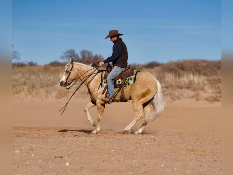 American Quarter Horse Castrone 5 Anni 152 cm Palomino in Marshall, MO