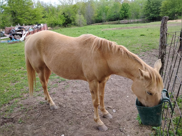 American Quarter Horse Castrone 5 Anni 152 cm Palomino in Paris