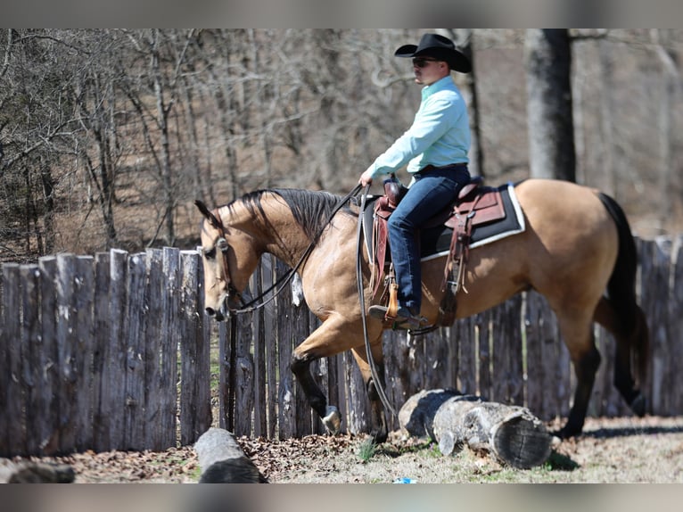 American Quarter Horse Castrone 5 Anni 152 cm Pelle di daino in Buffalo, MO