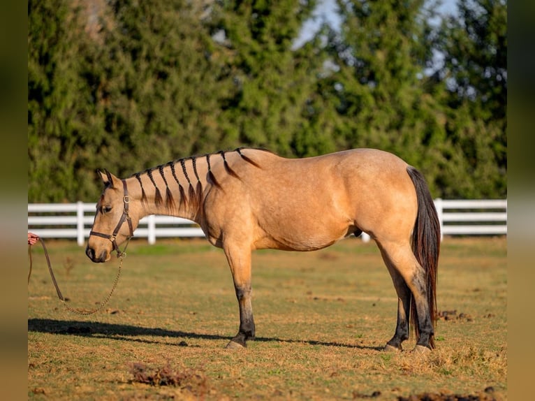 American Quarter Horse Castrone 5 Anni 152 cm Pelle di daino in Narvon