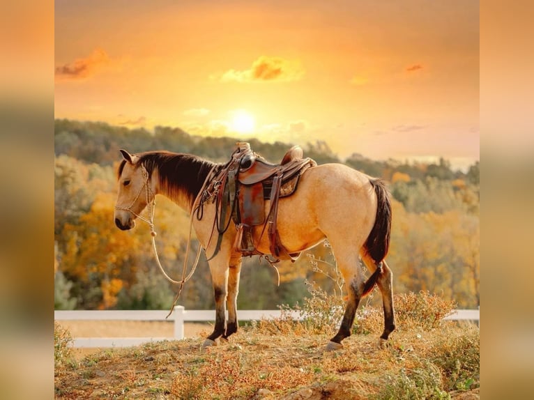 American Quarter Horse Castrone 5 Anni 152 cm Pelle di daino in Narvon