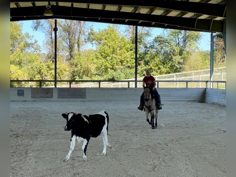 American Quarter Horse Castrone 5 Anni 152 cm Pelle di daino in Narvon