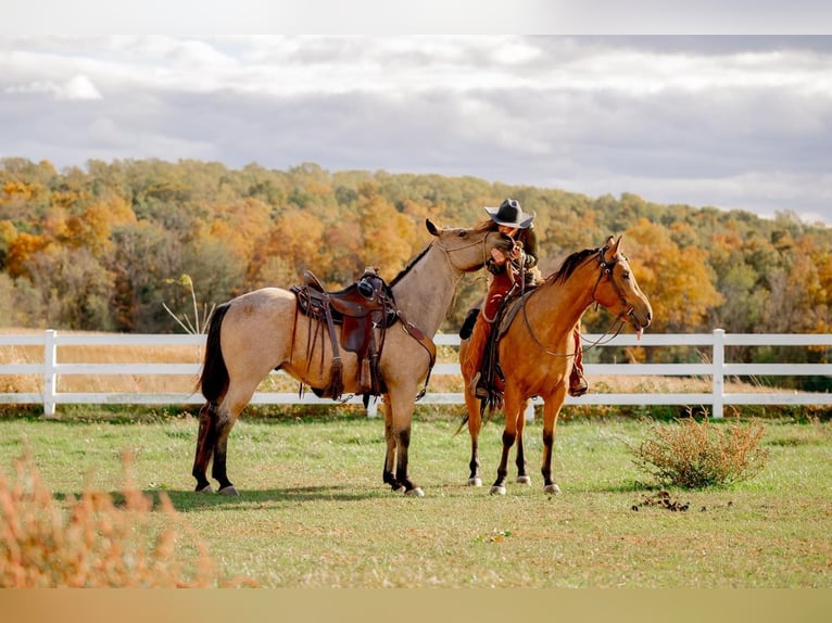 American Quarter Horse Castrone 5 Anni 152 cm Pelle di daino in Narvon