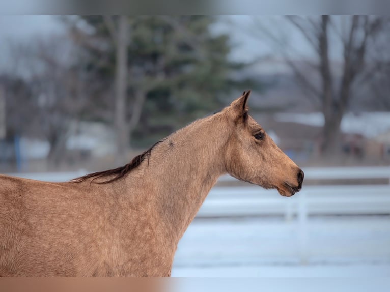 American Quarter Horse Castrone 5 Anni 152 cm Pelle di daino in Narvon