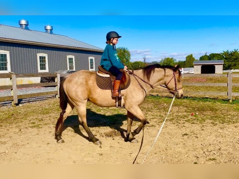 American Quarter Horse Castrone 5 Anni 152 cm Pelle di daino in Narvon