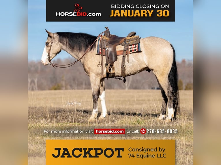 American Quarter Horse Castrone 5 Anni 152 cm Pelle di daino in Madisonville, KY