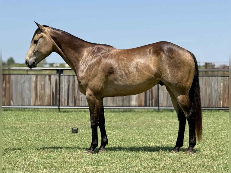 American Quarter Horse Castrone 5 Anni 152 cm Pelle di daino in Jacksboro KY