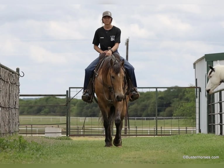 American Quarter Horse Castrone 5 Anni 152 cm Pelle di daino in Weatherford TX