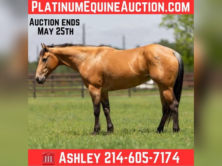 American Quarter Horse Castrone 5 Anni 152 cm Pelle di daino in Weatherford TX
