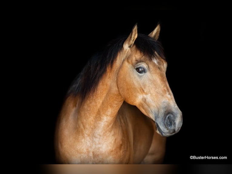 American Quarter Horse Castrone 5 Anni 152 cm Pelle di daino in Weatherford TX