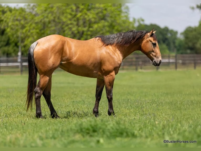 American Quarter Horse Castrone 5 Anni 152 cm Pelle di daino in Weatherford TX
