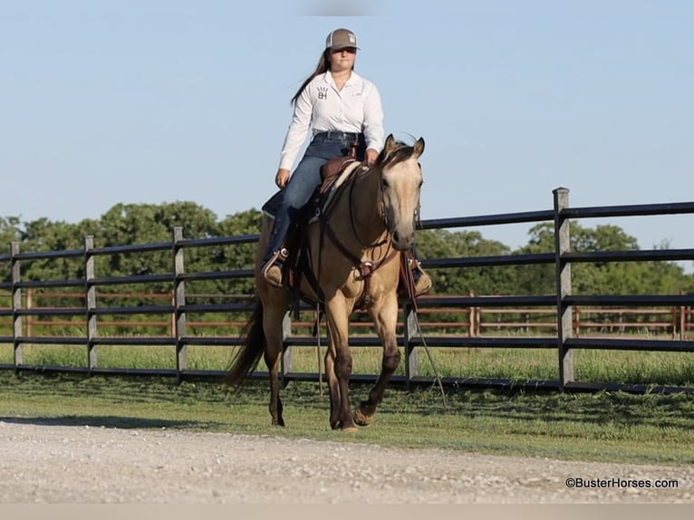 American Quarter Horse Castrone 5 Anni 152 cm Pelle di daino in Weatherford TX
