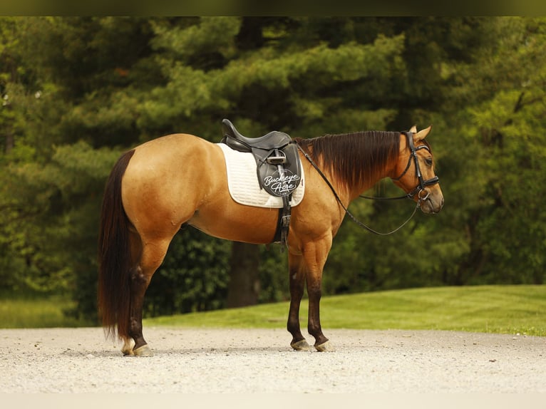 American Quarter Horse Castrone 5 Anni 152 cm Pelle di daino in Millersburg