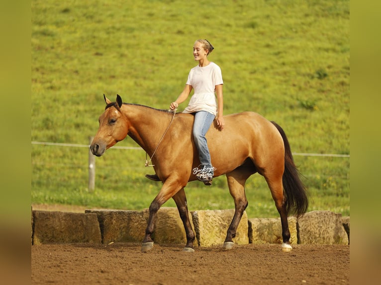 American Quarter Horse Castrone 5 Anni 152 cm Pelle di daino in Millersburg
