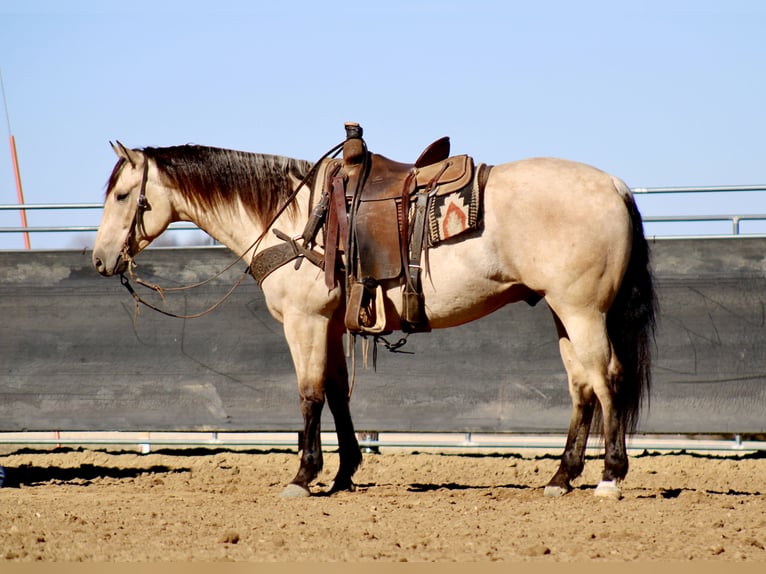 American Quarter Horse Castrone 5 Anni 152 cm Pelle di daino in La Motte