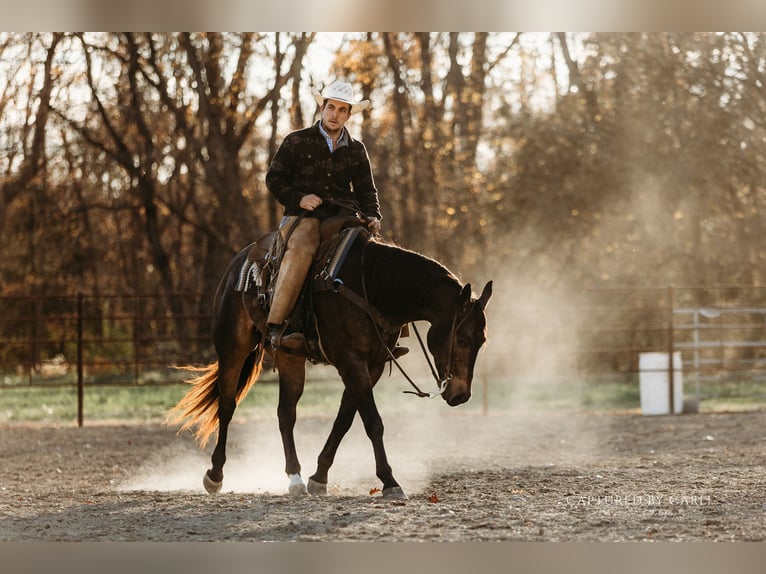 American Quarter Horse Castrone 5 Anni 152 cm Pelle di daino in Lewistown