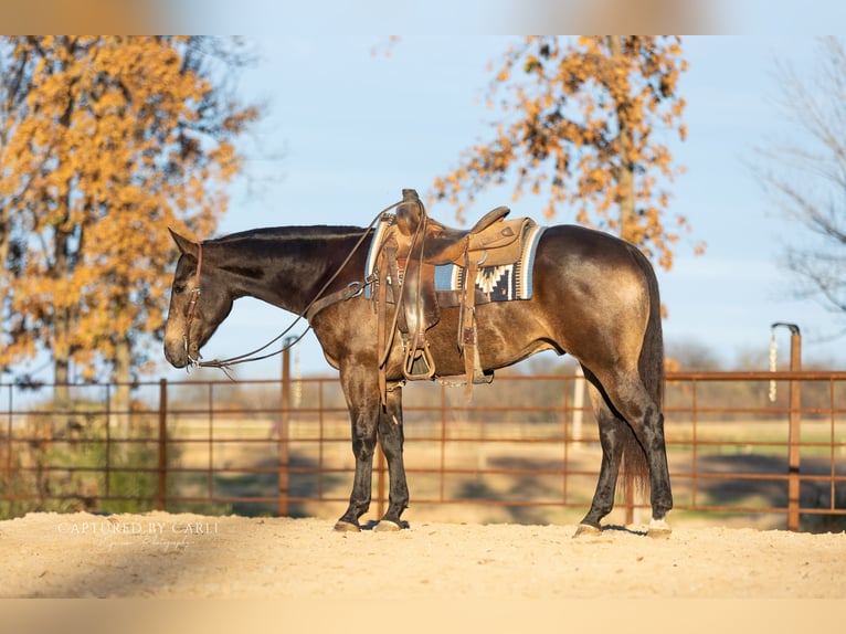 American Quarter Horse Castrone 5 Anni 152 cm Pelle di daino in Lewistown