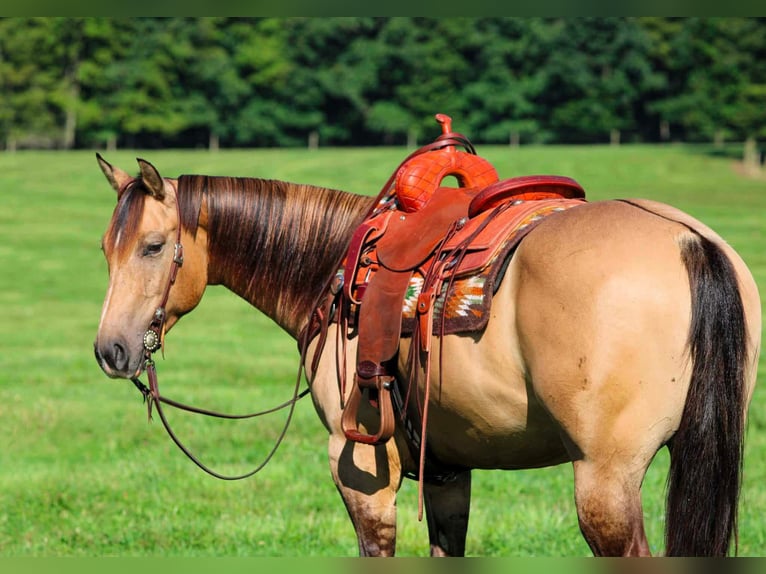 American Quarter Horse Castrone 5 Anni 152 cm Pelle di daino in Clarion