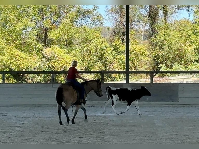 American Quarter Horse Castrone 5 Anni 152 cm Pelle di daino in Honey Brook