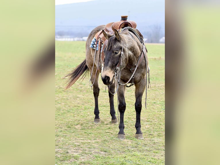 American Quarter Horse Castrone 5 Anni 152 cm Pelle di daino in Allenwood, PA